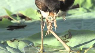 Comb Crested Jacana with newly hatched chicks [upl. by Cordell]