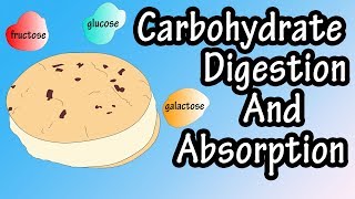 Carbohydrate Digestion And Absorption  Carbohydrate Metabolism [upl. by Ailati]