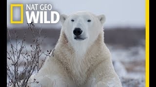 Wild Polar Bear  Predator of Arctic Ocean  Ice Bears 2018 Documentary [upl. by Athalia485]