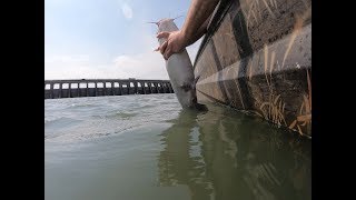 Using Asian Carp Scraps to Catch Blue Catfish Below Kentucky Lake [upl. by Nahtnamas]