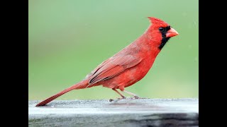 Canto Cardenal Rojo Norteño Completo [upl. by Ettenim]