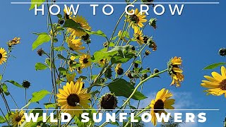 Wild Sunflower  Complete Grow and Care Guide [upl. by Eromle]