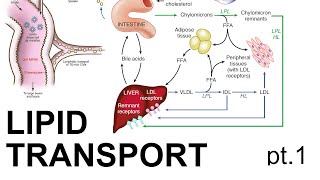 Lipid Transport pt 1 [upl. by Leribag]