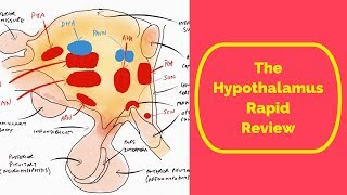 The Hypothalamus Rapid Review [upl. by Lorianna]