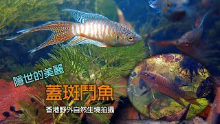 【隱世的美麗。蓋斑鬥魚】The Hidden Beauty of Paradise Fish [upl. by Anicul607]