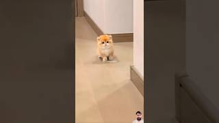 Most cute babys cats 😍 cat cute kitten cutecat pets meow funnycat tiktok [upl. by Ateekram]