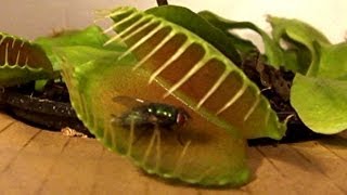 Venus Fly Trap vs Flies See who wins [upl. by Elockcin]