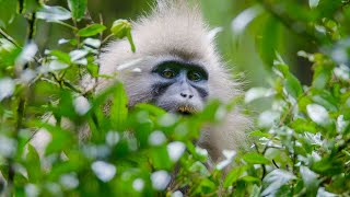 The First Person To See ALL 79 Major Groups Of Primates In The Wild  Primates  BBC Earth [upl. by Nrubua]