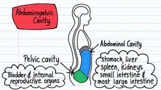 Body Cavities  Drawn amp Defined [upl. by Yoral]