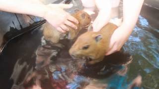 Baby Capybara Swimming [upl. by Cressy]