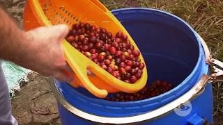 Fermentación anaeróbica del café  La Finca de Hoy [upl. by Tranquada]