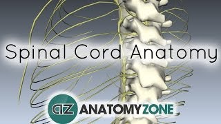 Spinal Cord  External Anatomy  3D Anatomy Tutorial [upl. by Airdnahs216]