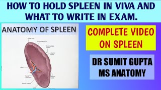 SPLEEN  ANATOMY [upl. by Hsetim453]