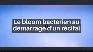 Le bloom bactérien au démarrage dun récifal  eau blanchâtre ou laiteuse [upl. by Shabbir]