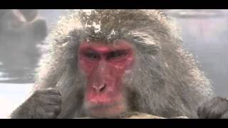 Amusing Snow Monkeys Full Documentary [upl. by Stormie]