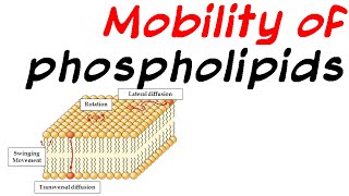 Mobility of phospholipid [upl. by Ennaitak]