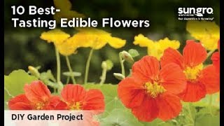 10 BestTasting Edible Flowers with Black Gold® [upl. by Boaten]