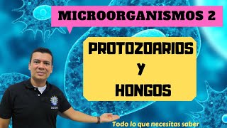 PROTOZOARIOS Y HONGOS MICROBIOLOGIA 2 Que son como se clasifican impacto ecológico [upl. by Idnahs]