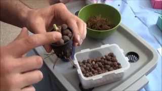 How To Plant Bareroot Strawberries For Hydroponics [upl. by Gniw]