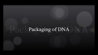 Packaging Of DNA [upl. by Jeanie]