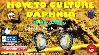 HOW TO CULTURE DAPHNIA In Easy Way [upl. by Roxana]