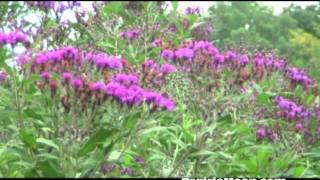 Ironweed Vernonia fasciculata [upl. by Eenahc]