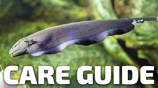 Care Guide for Black Ghost Knifefish  Aquarium CoOp [upl. by Giacobo]