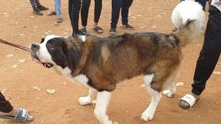 Most Aggressive Saint Bernard Dog [upl. by Milburn]