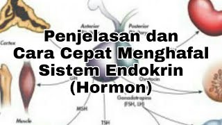 Penjelasan dan Cara Cepat Menghafal Sistem Endokrin Hormon [upl. by Divad]