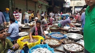 Wondrous Fish Market  Biggest Fish Market In Old Dhaka Bangladesh [upl. by Carrissa]