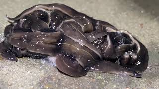 New Guinea Flatworms [upl. by Freedman271]