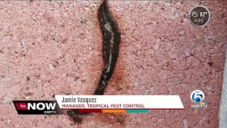 New Guinea flatworms spreading through Florida [upl. by Esinrahs370]