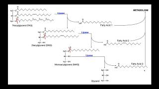 Lipase Test  Theory amp Results [upl. by Calbert]