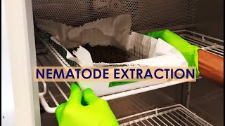 NEMATODE EXTRACTION TRAY METHOD [upl. by Hoopes]