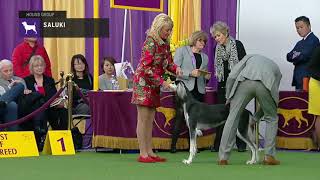 Salukis  Breed Judging 2019 [upl. by Shermy]