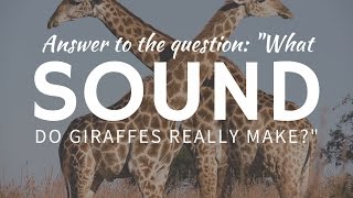 What SOUND do giraffes make amp why cant we hear them [upl. by Wills]