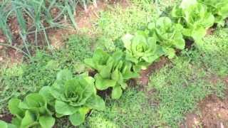 Harvesting Romaine Lettuce [upl. by Chill]