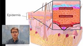 Integumentary System [upl. by Iblok]