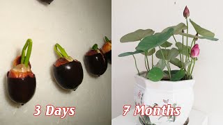 How to grow mini lotus from seeds sprout quickly [upl. by Gentry802]