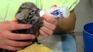 Zoo View Ocelot Kitten  Cincinnati Zoo [upl. by Faunia]