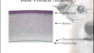 Corneal Anatomy [upl. by Kampmann637]