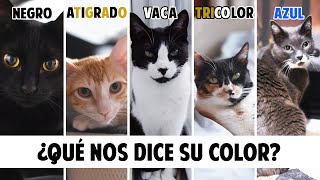 Conoce mejor a tu GATO según el COLOR DE SU PELO  Gatunalidad y curiosidades felinas [upl. by Eeslek]