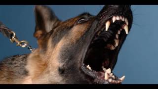 Angry DOG Bark amp Growl Sound Effects [upl. by Lemmy888]