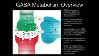 LTheanine and GABA Supplementation [upl. by Campagna]