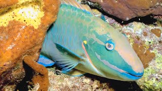 VIDEO Parrotfish Builds Mucus Cocoon for Protection During Sleep  Oceana [upl. by Egiaf]