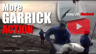 More Garrick action on live Mackerel  Port St Johns  ASFN Rock amp Surf [upl. by Muire]