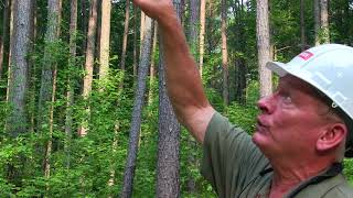 Measuring tree height with a clinometer [upl. by Dirgni]