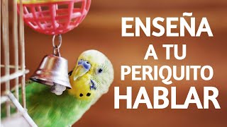 ✅COMO ENSEÑAR a HABLAR💬 a Un PERIQUITO 🐤 [upl. by Arnulfo]