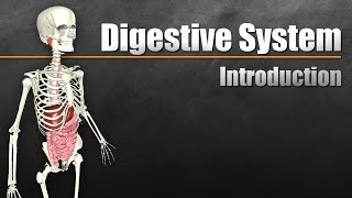 An Introduction to the Digestive System [upl. by Nnyliak]