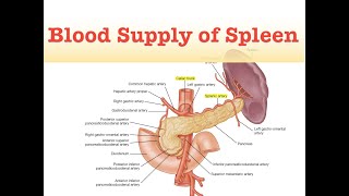 Blood Supply of Spleen [upl. by Acisej]